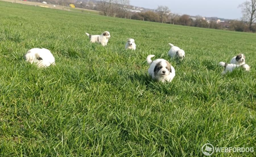 Pyrenejský horský pes