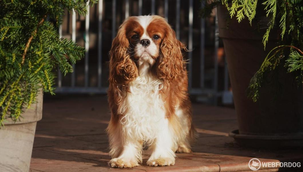 Kavalír King Charles španěl