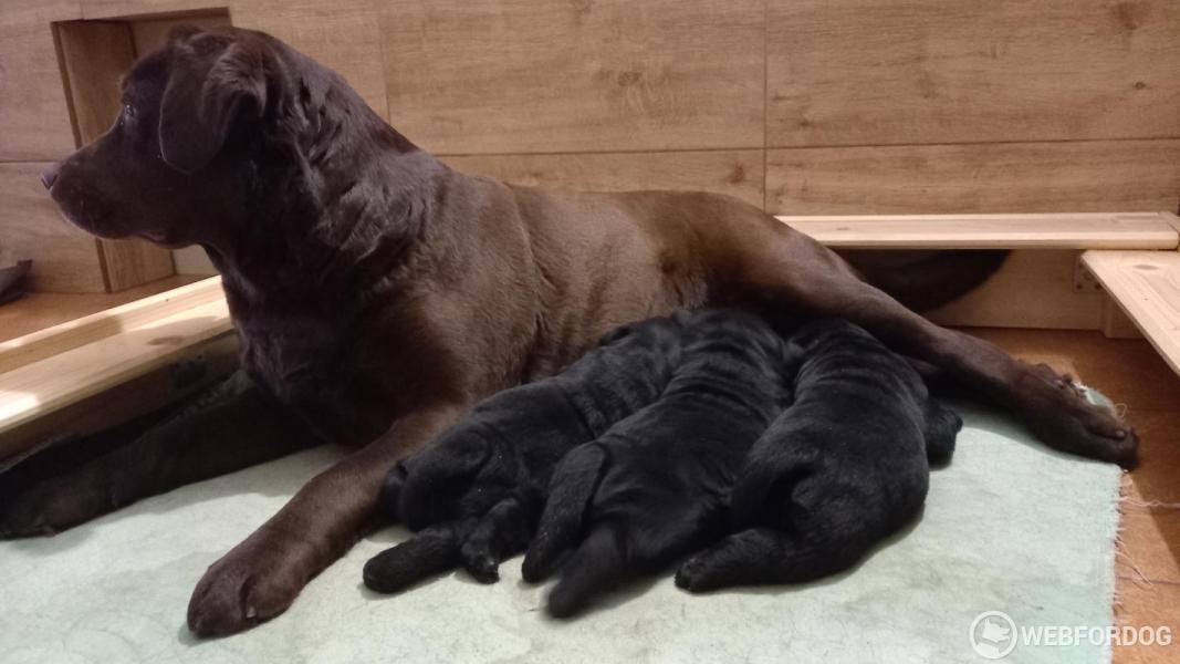 Labradorský retrívr