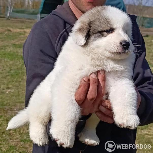 Pyrenejský horský pes