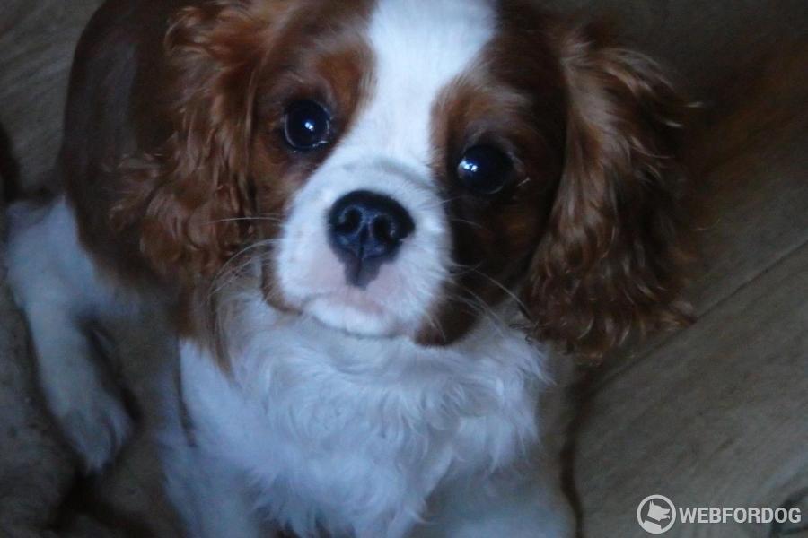 Kavalír King Charles španěl