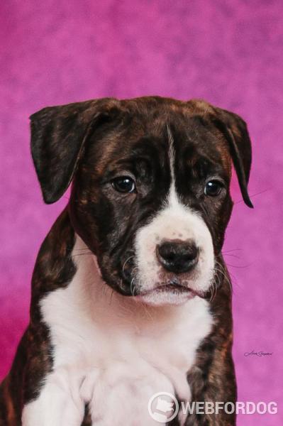 Americký stafordšírský teriér