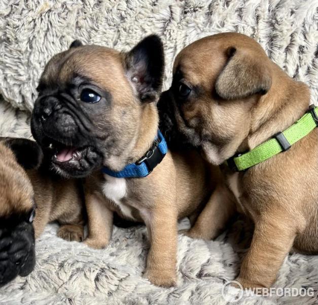 Francouzský buldoček