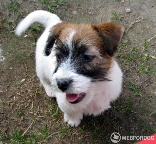 Jack Russell Teriér