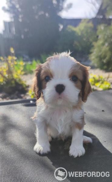 Kavalír King Charles španěl