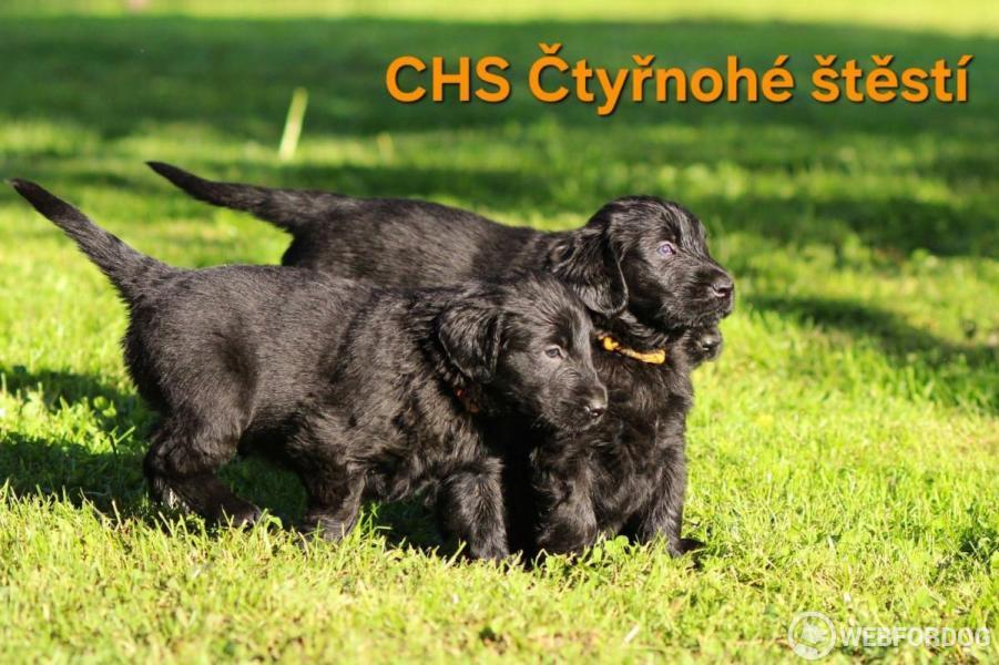 Flat Coated Retriever