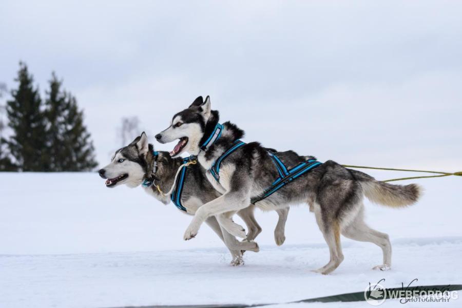Sibiřský husky