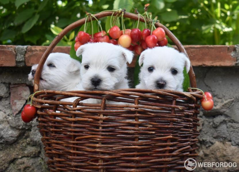 West Highland White Terrier
