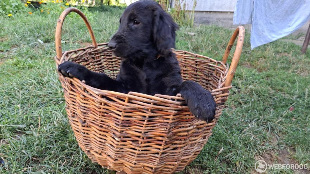 Flat Coated Retriever