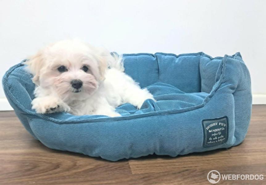 Maltézský psík