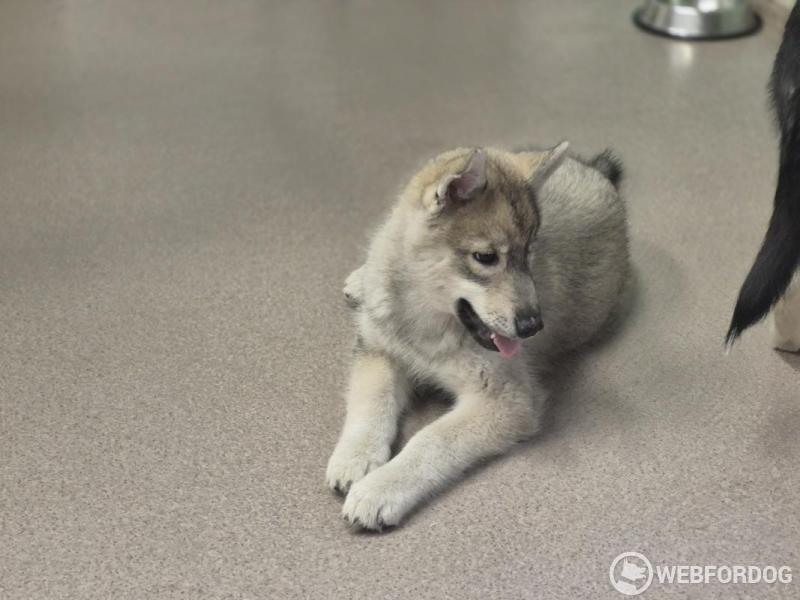 Sibiřský husky