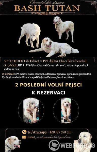 Středoasijský pastevecký pes