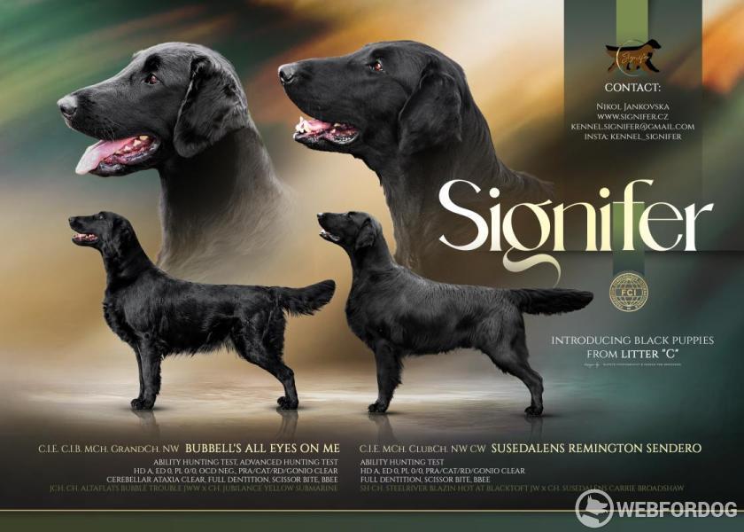 Flat Coated Retriever
