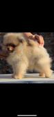Pomeranian šteně pes