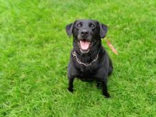 LABI - Labrador x - kastrovaný pes 11 let