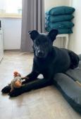 KELLY - Ovčák x Labrador - kastrovaná fena 1,5 rok