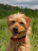 ROCKY - kříženec teriéra - pes 3 roky