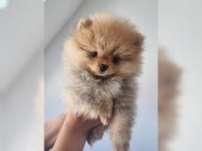 Prodám štěňátka Německý špic trpasličí (Pomeranian