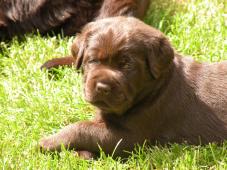 Labrador retriever - čokoládové šteniatka s PP