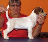Tříměsíční štěně-pejsek Jack Russell teriéra s PP