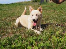 LUCY - kříženec - štěně, fenka 7 měsíců