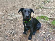 AJAX - kříženec - štěně, psík 18 týdnů