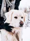 ATÍK - kříženec čuvače - pes 2 roky