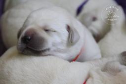 Labrador Retriever - šteniatka s rodokmeňom pôvodu