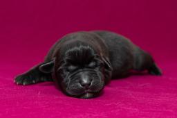Labradorský retrívr - černá štěňata s PP