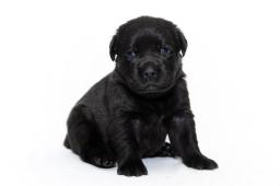 Labradorský retrívr - černá štěňata s PP