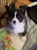 Welsh corgi s PP