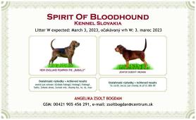 bloodhound