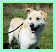 BELMONDO K ADOPCI - 2 ROKY, PŘÁTELSKÝ, AKTIVNÍ