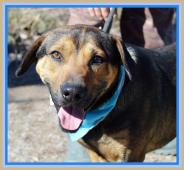 YUKON K ADOPCI - HLEDÁ SKUTEČNÝ DOMOV