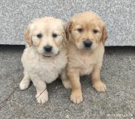 Zlatý retrívr -golden retriever
