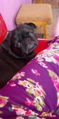 Mops štěňátka