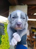 Blue male