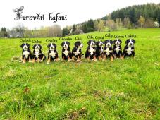 Velký švýcarský salašnický pes s PP