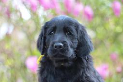 Flat coated retriever s PP