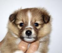 Zadám štěňata sheltie - pejsky