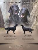 Flat coated retriever s PP