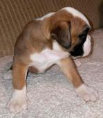 Boxer, šteniatka