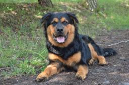 CAESAR - Bernský x Rotvajler - pes štěně