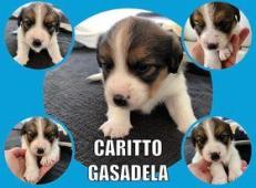 Jack Russel Terrier