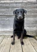 MÁRTY - Labrador - psík 10 let