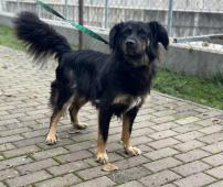 MYSHU - 18kg - kastrovaný psík 3 roky