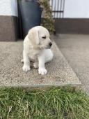 Labrador - labradorský retriever