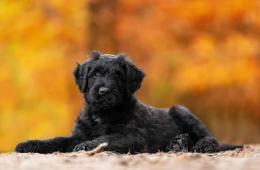Briard černý pes