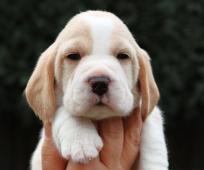 CHS FCI prodává štěňátka beagle s PP