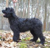 Briard černý pes